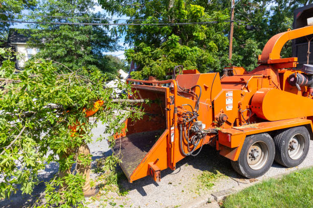 Best Arborist Services Near Me  in Spanish Fork, UT